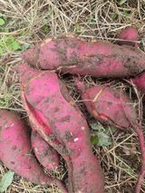 팜모닝 자유주제·자유게시판 게시글 이미지