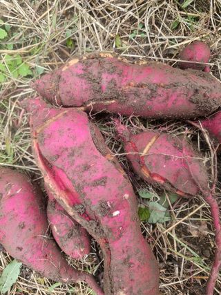 farmer님의 자유주제 · 자유게시판 작성글 사진