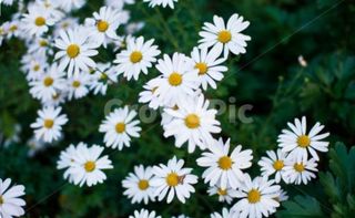 김윤기님의 자유주제 · 자유게시판 작성글 사진