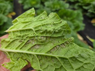 텃밭입문님의 농사, 무엇이든 물어보세요! · 참여글 작성글 사진