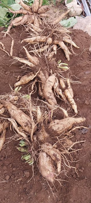 낙엽교목류15665님의 자유주제 · 자유게시판 작성글 사진