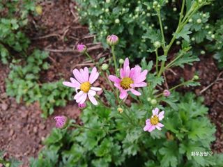 화우농원님의 자유주제 · 자유게시판 작성글 사진