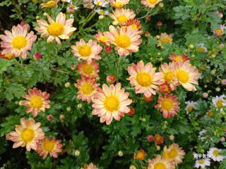 화우농원님의 자유주제 · 자유게시판 작성글 사진