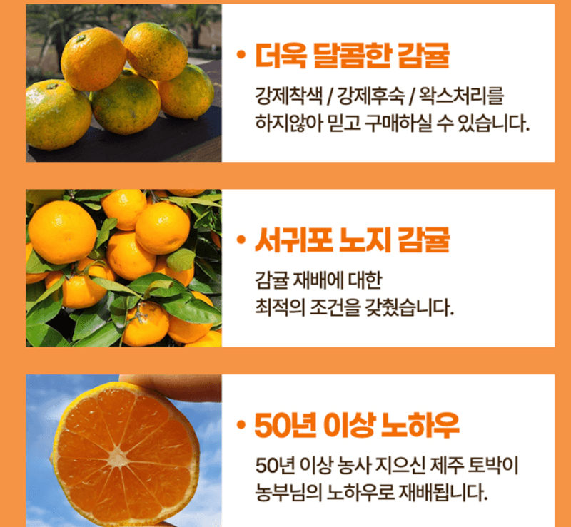 스피드번님의 장터 판매 상품 [(특가) 제주도 노지감귤] 첨부 사진