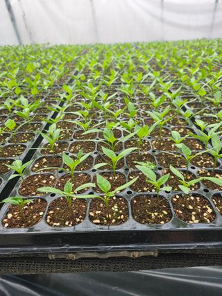 대산농사대장님의 고추 · 품종•종자 작성글 사진