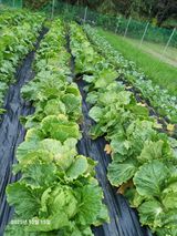 팜모닝 자유주제·자유게시판 게시글 이미지