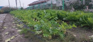 주말 텃밭 농부님의 자유주제 · 자유게시판 작성글 사진