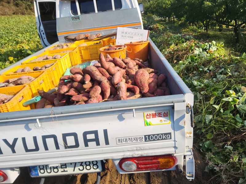 장터 상품 [고구마10키로] 썸네일
