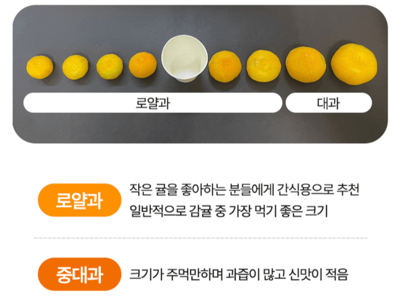 스피드번님의 장터 판매 상품 [(특가) 제주도 노지감귤] 첨부 사진