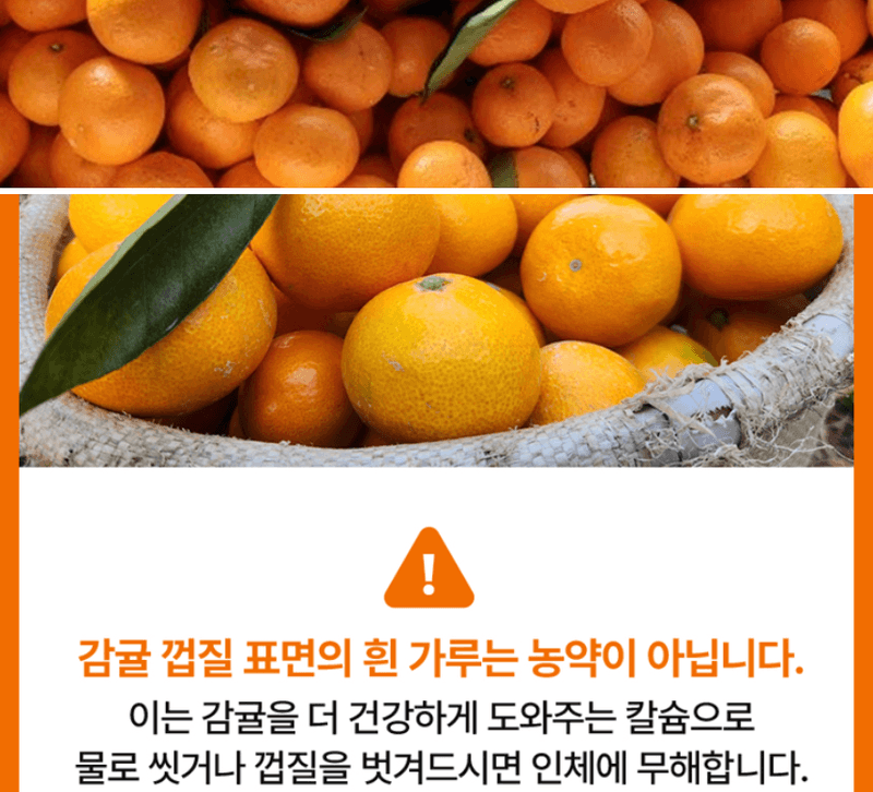 스피드번님의 장터 판매 상품 [(특가) 제주도 노지감귤] 첨부 사진