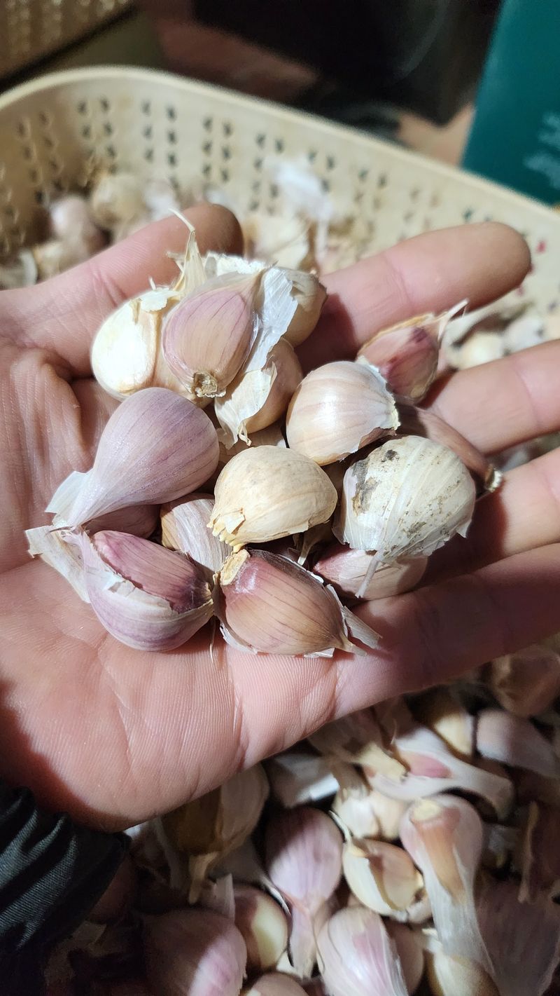 장터 상품 [유황 홍산마늘 종자용 쪽 분리된 마늘 1kg(하 크기)] 썸네일