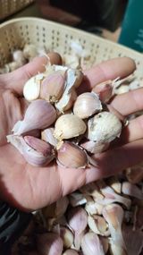 팜모닝 · 게시글 이미지