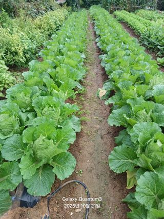 전진규.해돋이님의 자유주제 · 자유게시판 작성글 사진