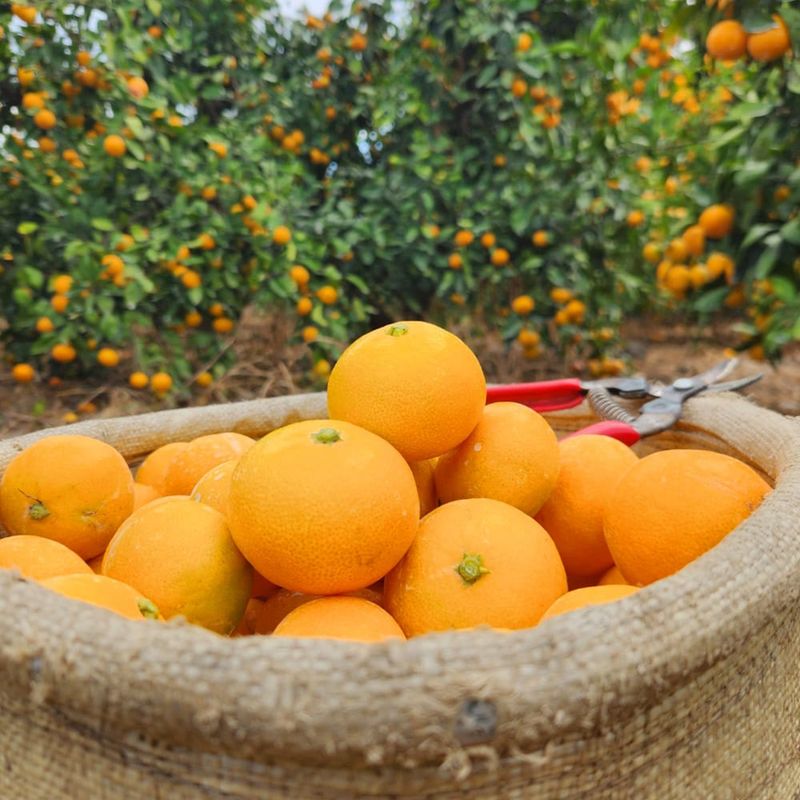 장터 상품 [(특가) 제주도 노지감귤] 썸네일