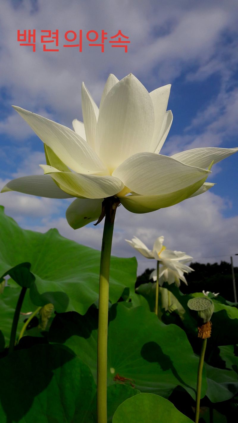 백련지기님의 장터 판매 상품 [연근 ㅡ5kg] 첨부 사진