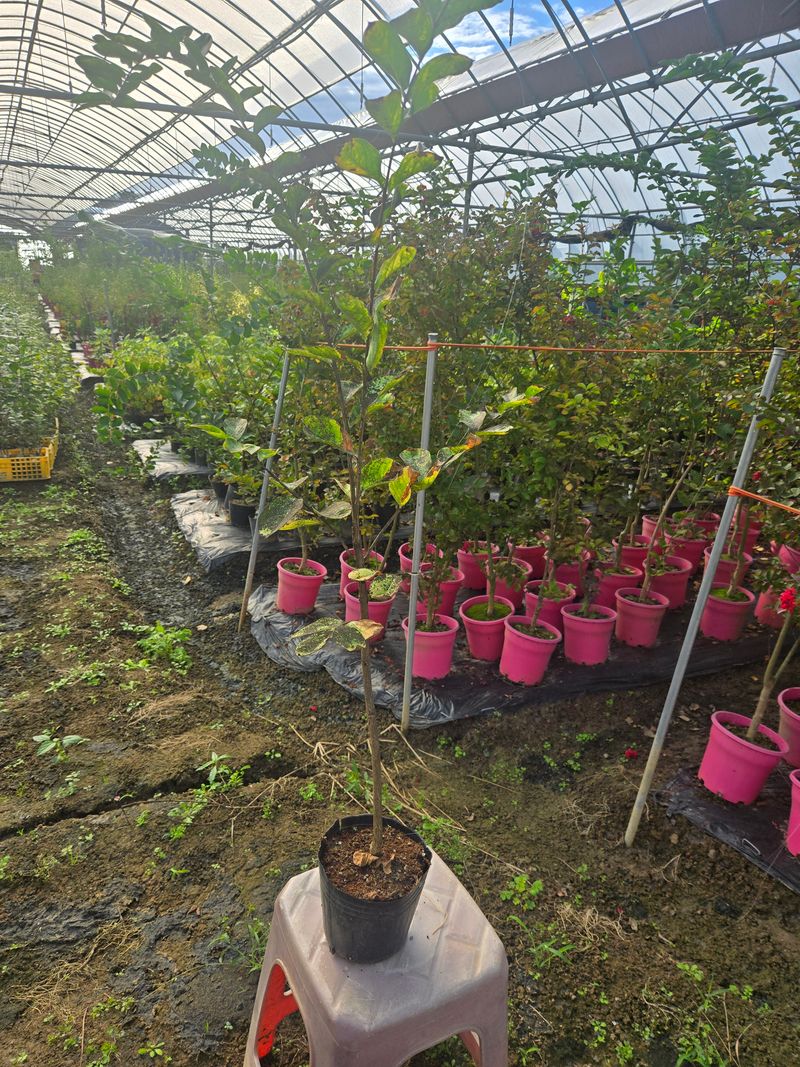 일심묘목농원님의 장터 판매 상품 [목백일홍 2년생 포트묘] 첨부 사진