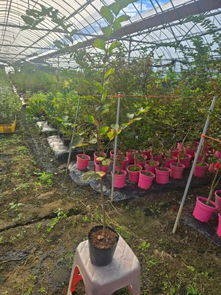 일심묘목농원님의 작성글 사진