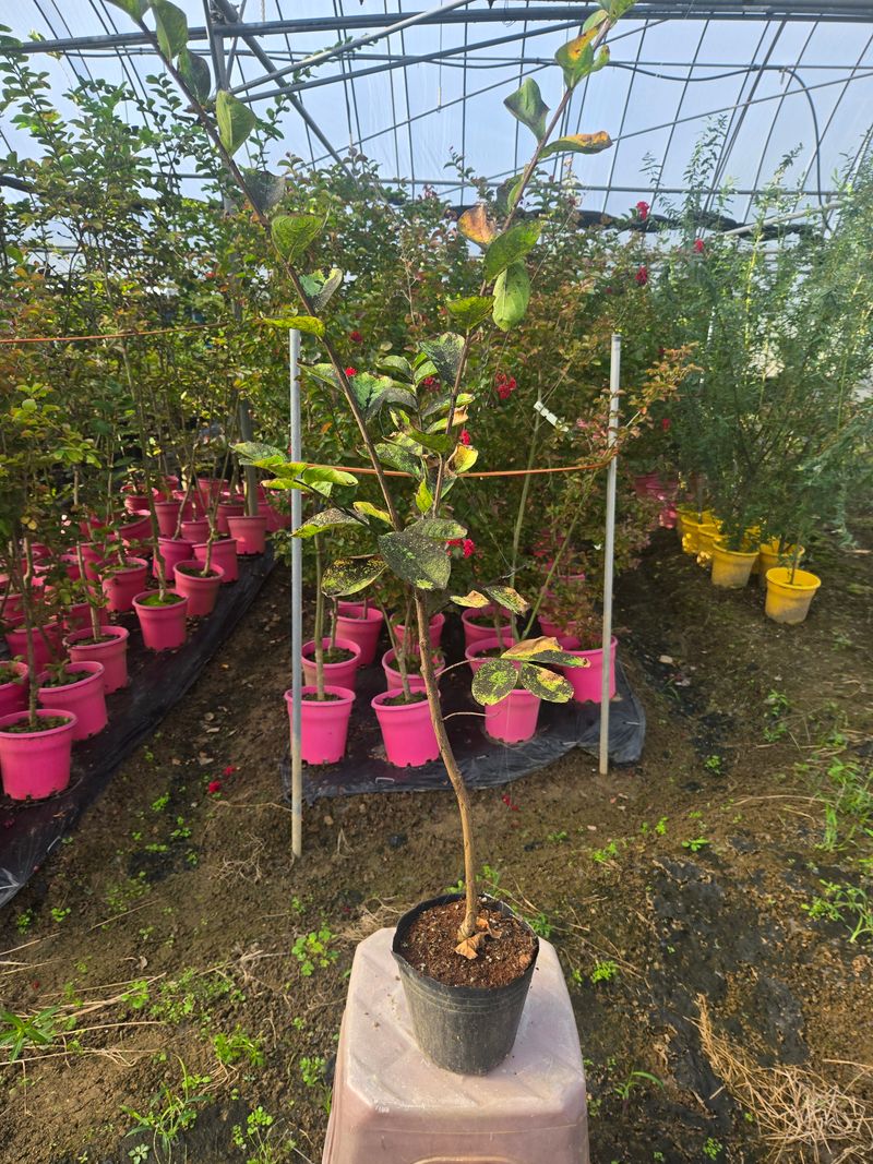 일심묘목농원님의 장터 판매 상품 [목백일홍 2년생 포트묘] 첨부 사진