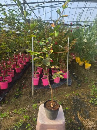 일심묘목농원님의 작성글 사진