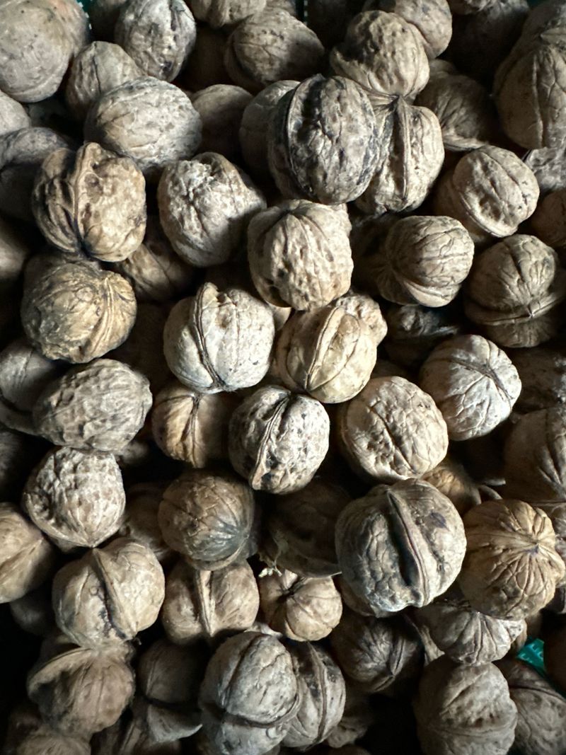 장터 상품 [2025년산 피호두(매진)] 썸네일