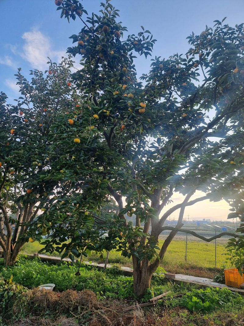 장터 상품 [단감] 썸네일