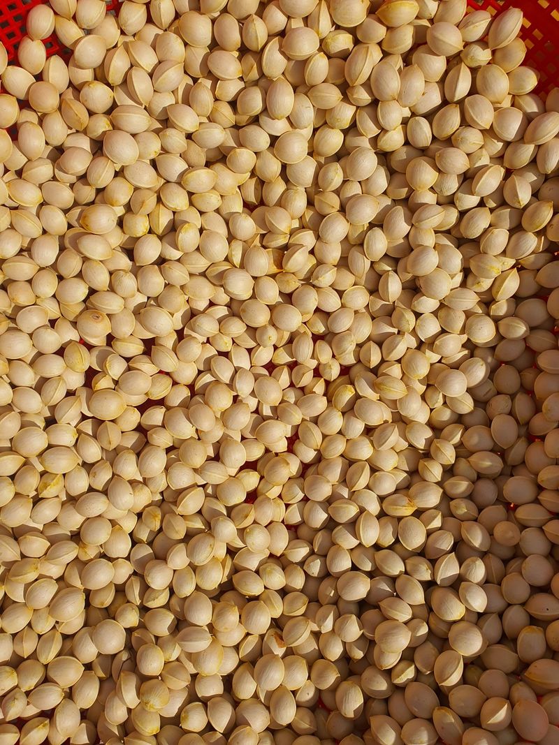 장희정 님의 장터 판매 상품 [은행1키로] 첨부 사진