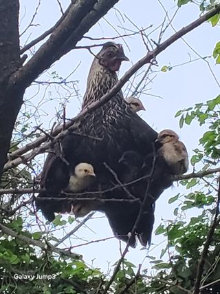 이천산수유3대농부님의 자유주제 · 자유게시판 작성글 사진