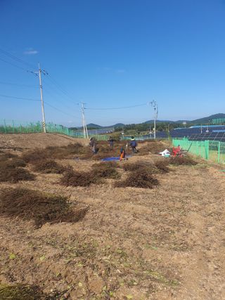 옥천서화농님의 자유주제 · 자유게시판 작성글 사진