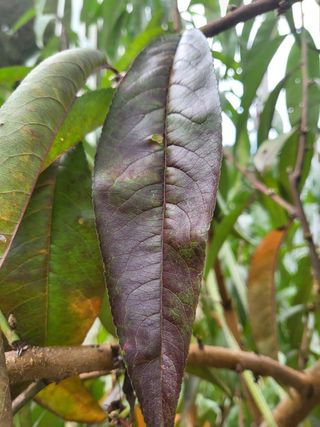 송윤서님의 복숭아 · 자유게시판 작성글 사진