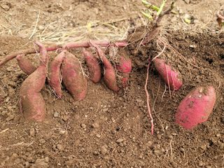 조순귀창원성산구사파님의 자유주제 · 자유게시판 작성글 사진