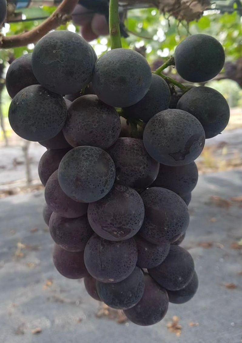 장터 상품 [자옥거봉 2년생 결실주 포트묘(1+1)] 썸네일