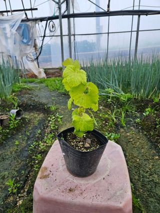 일심묘목농원님의 작성글 사진