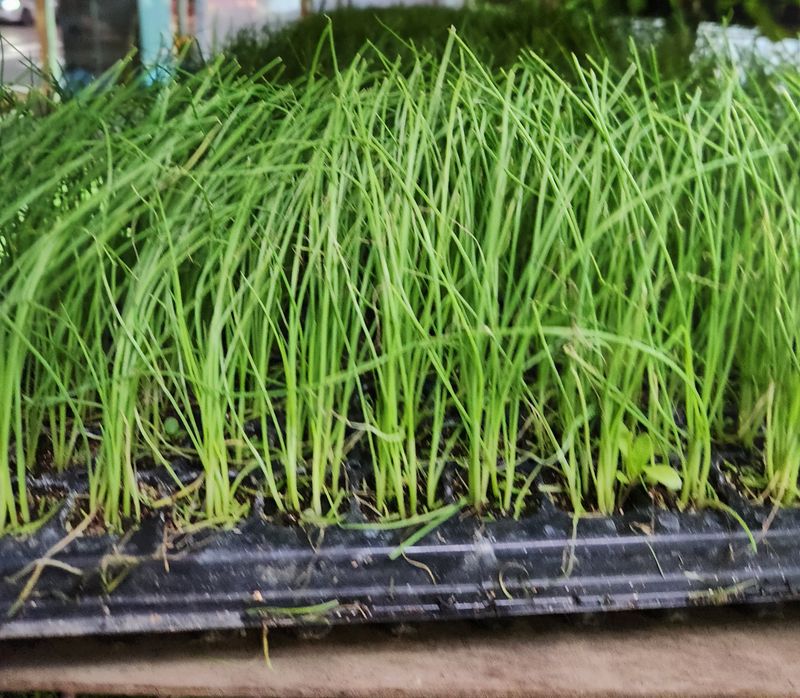 장터 상품 [장열대파모종 ( 꽃대안올라오는) 200구] 썸네일