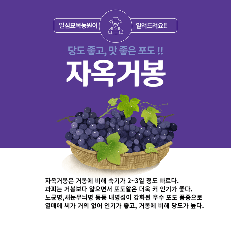 일심묘목농원님의 장터 판매 상품 [자옥거봉 2년생 결실주 포트묘(1+1)] 첨부 사진