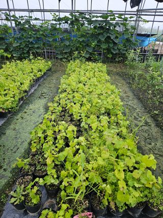 일심묘목농원님의 작성글 사진