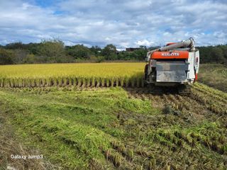 이천산수유3대농부님의 자유주제 · 자유게시판 작성글 사진