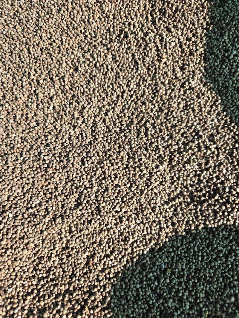 장터 상품 [25년 햇들깨 1kg   ] 썸네일