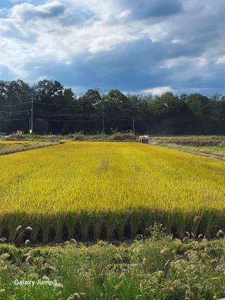 이천산수유3대농부님의 자유주제 · 자유게시판 작성글 사진