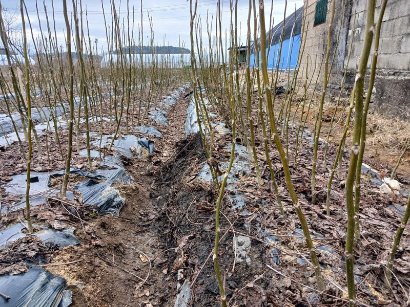 이은숙 님의 장터 판매 상품 [호두묘목  .온185 ] 첨부 사진