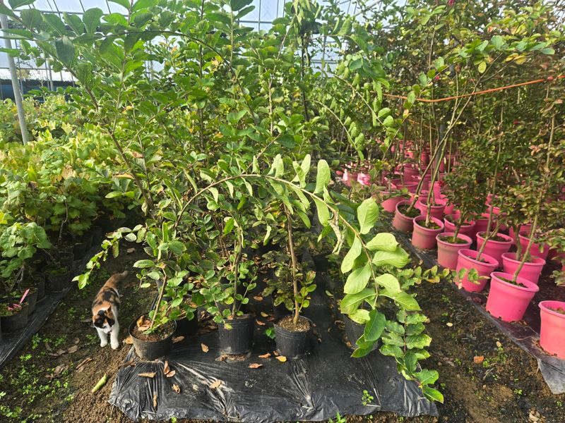 일심묘목농원님의 장터 판매 상품 [목백일홍 2년생 포트묘] 첨부 사진