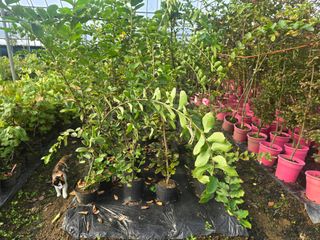 일심묘목농원님의 작성글 사진