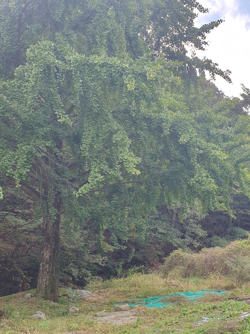 장터 상품 [은행1키로] 썸네일