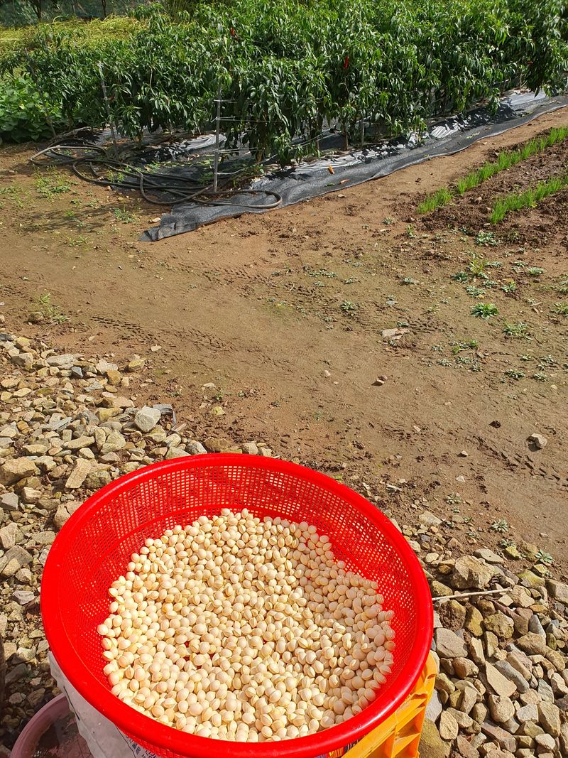 장희정 님의 장터 판매 상품 [은행1키로] 첨부 사진