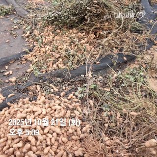 민들레님의 자유주제 · 자유게시판 작성글 사진