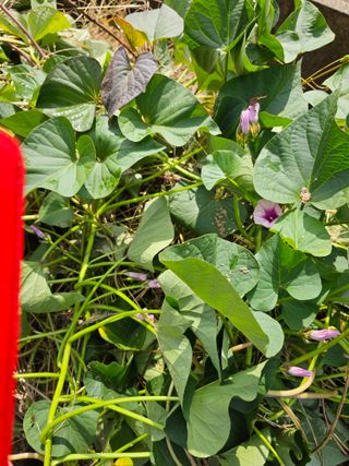 조순귀창원성산구사파님의 자유주제 · 자유게시판 작성글 사진