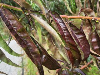 송윤서님의 복숭아 · 자유게시판 작성글 사진
