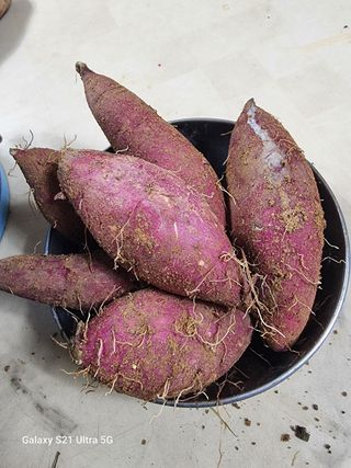 이천산수유3대농부님의 자유주제 · 자유게시판 작성글 사진