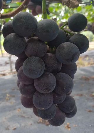 일심묘목농원님의 작성글 사진