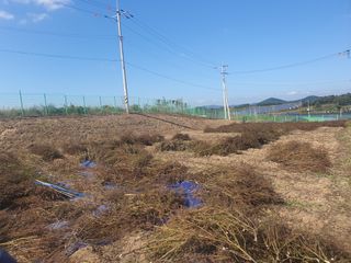 옥천서화농님의 자유주제 · 자유게시판 작성글 사진