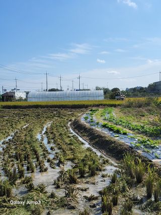 이천산수유3대농부님의 자유주제 · 자유게시판 작성글 사진